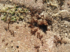 Tetramorium caespitum