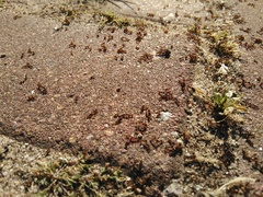 Tetramorium caespitum