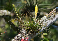 Tillandsia flavobracteata