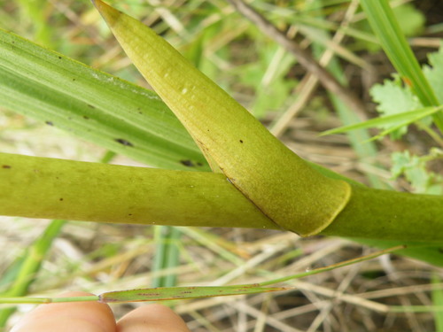 Image of Eulophia angolensis by (c) Antoinette Eyssell Knox, some rights reserved (CC BY-SA)