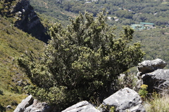 Podocarpus latifolius