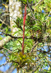 Tillandsia polystachia