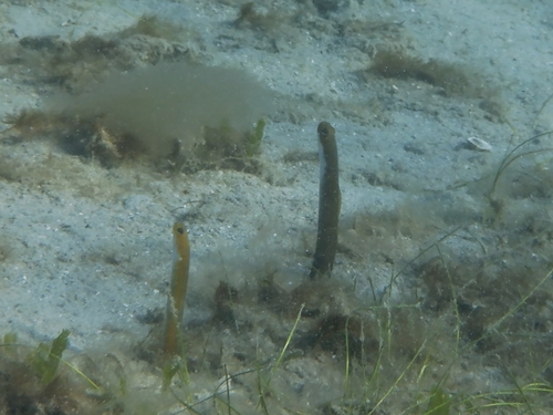 Yellow garden eel (Heteroconger luteolus) — Congridae — 2