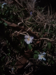 Viola bicolor