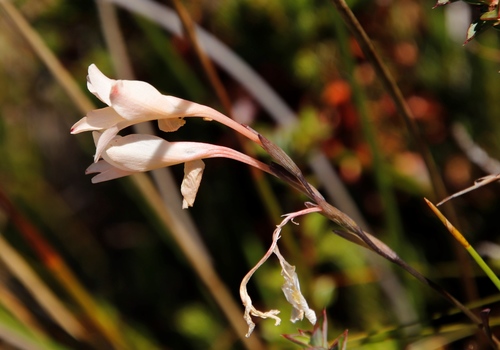 Image of Gladiolus monticola by (c) Tony Rebelo, some rights reserved (CC BY-SA)