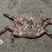 Scaly Rock Crab - Photo (c) Liu JimFood, some rights reserved (CC BY-NC), uploaded by Liu JimFood