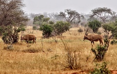 Oryx beisa callotis