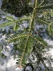 Abies balsamea image