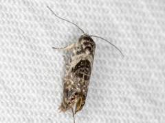 Eupselia carpocapsella