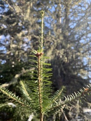 Abies balsamea image