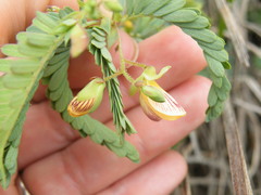 Aeschynomene rehmannii