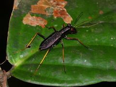 Odontocheila cayennensis