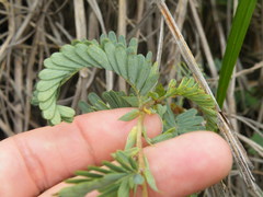 Aeschynomene rehmannii