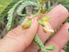 Aeschynomene rehmannii