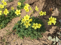 Oxalis pes-caprae