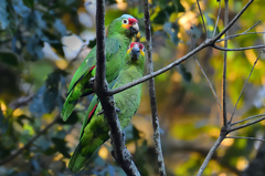 Amazona autumnalis autumnalis