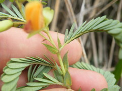 Aeschynomene rehmannii