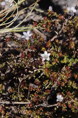Image of Roella decurrens by (c) Tony Rebelo, some rights reserved (CC BY-SA)