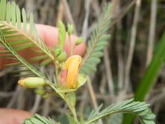 Aeschynomene rehmannii