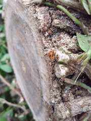 Henosepilachna argus