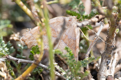 Syncirsodes primata