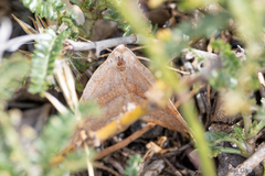 Syncirsodes primata
