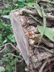 Henosepilachna argus