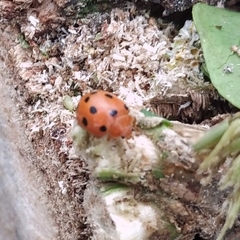 Henosepilachna argus