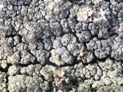 Trapeliopsis granulosa