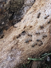 Liometopum occidentale