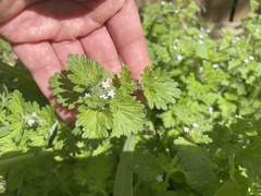Glandularia quadrangulata