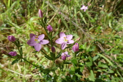 Centaurium cachanlahuen