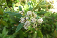 Baccharis racemosa
