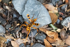 Sphictostethus gravesii