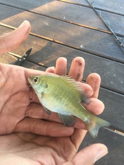 Lepomis macrochirus