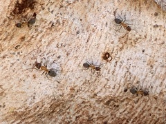 Liometopum occidentale