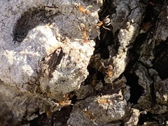 Liometopum occidentale