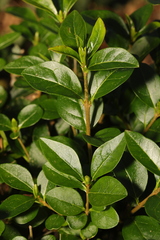 Ligustrum ovalifolium