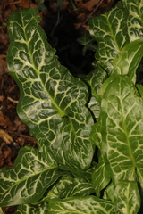 Arum italicum italicum