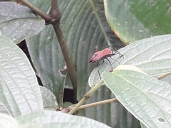 Laminiceps