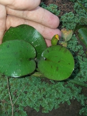Hydrocleys martii