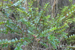 Metrosideros stipularis