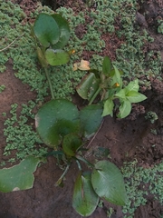 Hydrocleys martii