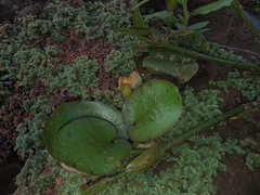 Hydrocleys martii