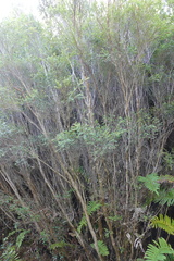 Metrosideros stipularis