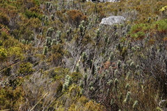 Osmitopsis asteriscoides