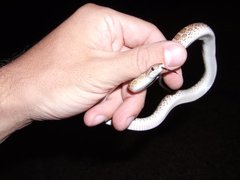 Arizona elegans