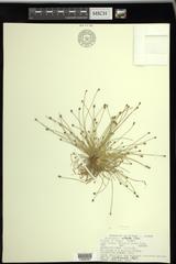 Eleocharis albida
