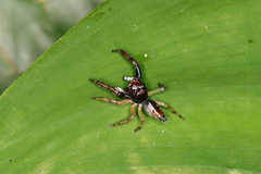 Arnoliseus