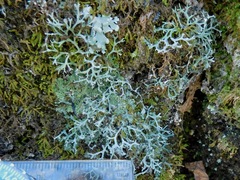 Heterodermia appalachensis